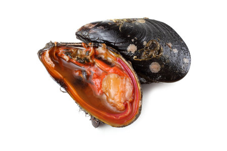 Mussel and opened mussel