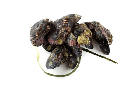 Mussels. Fresh sea foodの写真素材