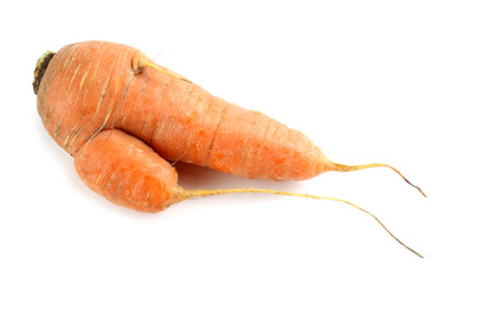 Ugly carrotの写真素材