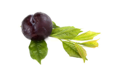 Black plum and leavesの写真素材