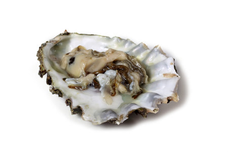 Opened oyster. Fresh sea food