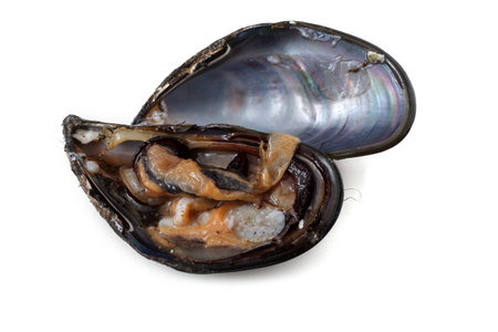 Opened mussel. Fresh sea food