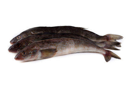 Sea bass isolated on white