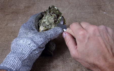 Oyster opening. Hands with oyster knife. Fresh sea foodの写真素材