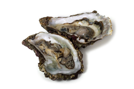 Opened oysters. Fresh sea food