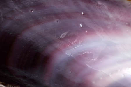 Mussel shell background. Macroの写真素材