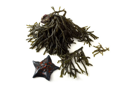 Alga and starfishの写真素材