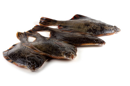 Starry flounder