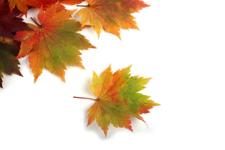 Multicolor autumn maple leaves