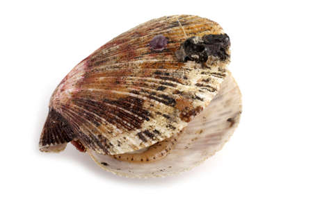 Opened scallopの写真素材