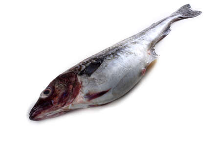 Alaska pollockの写真素材