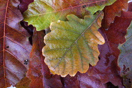 Oak leaves backgroundの写真素材