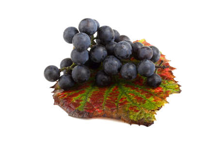 Black wine grape on autumn leafの写真素材