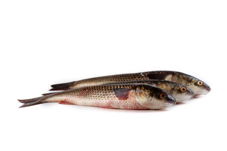 Pelengas. Fresh fish