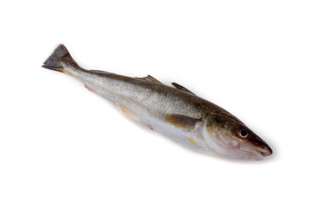 Saffron cod