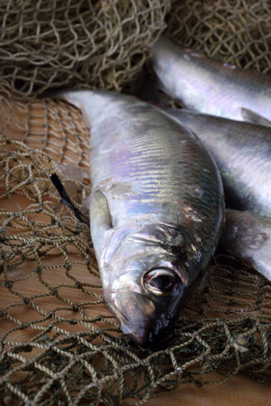 Herring on net. Fresh sea fish catchの写真素材
