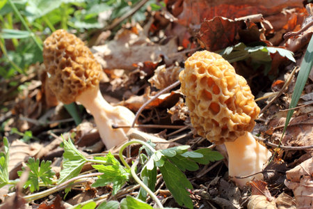 Growing morels. Spring mushroomsの写真素材