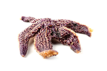 Far eastern starfishの写真素材