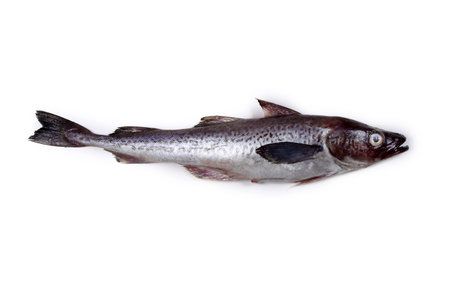 Alaska pollock
