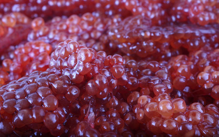 Red caviar backgroundの写真素材