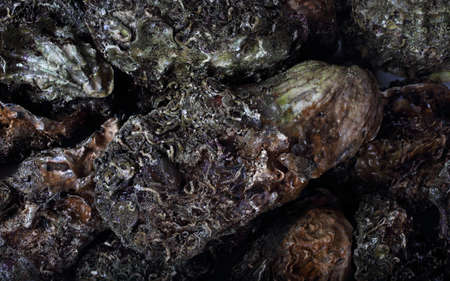 Oysters background. Fresh sea foodの写真素材