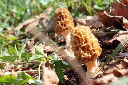 Growing morels. Spring mushroomsの写真素材