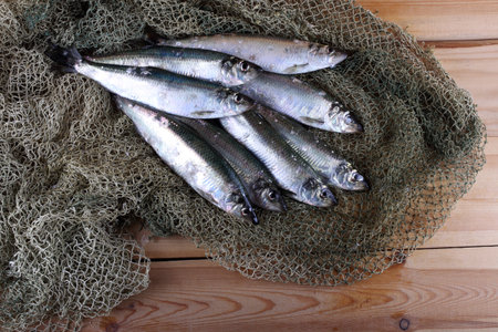 Herring on net. Fresh sea fish catchの写真素材