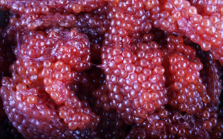 Red caviar backgroundの写真素材