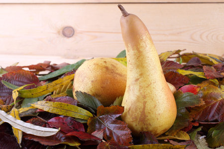 Pears on autumn leaves. Multicolor leaves and pears backgroundの写真素材