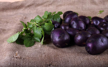 Potatoes on baggingの写真素材