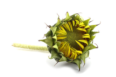 Sunflower little budの写真素材