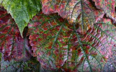 Autumn grape leaves backgroundの写真素材