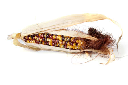 Multicolor corn isolated on white. Aztec maizeの写真素材