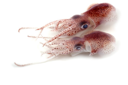 Little cuttlefishes isolated on white