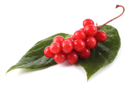Schisandra chinensis (five flour fruit, magnolia berry) on leavesの写真素材