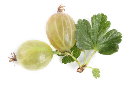 Two gooseberries and leaf isolated on whiteの写真素材