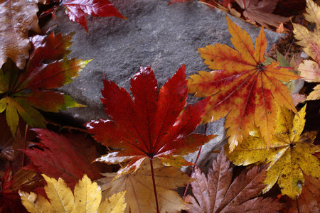Autumn leaves in forest