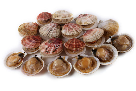 Scallops isolated on white background