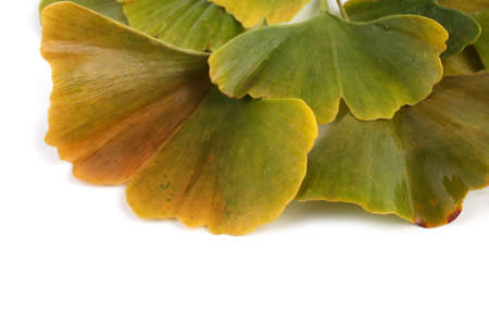 Autumn ginkgo leaves isolated on whiteの写真素材