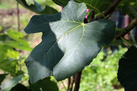 Fig plant growing in garden