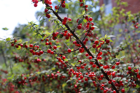 Nanking cherry. Far eastern delicacy