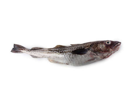 Alaska pollock isolated on whiteの写真素材
