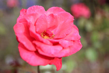 Pink rose growing in gardenの写真素材