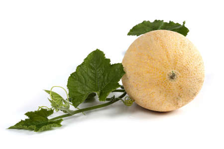 Melon and leaves isolated on whiteの写真素材
