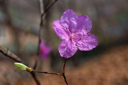 Rhododendron mucronulatum blossom. Korean rhododendron. Korean rosebay. Far eastern varietyの写真素材