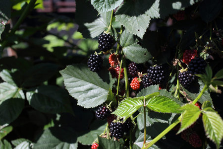 Growing blackberries. Harvest