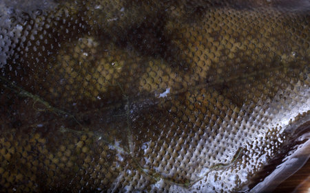 Rock sole background. Flounder variety