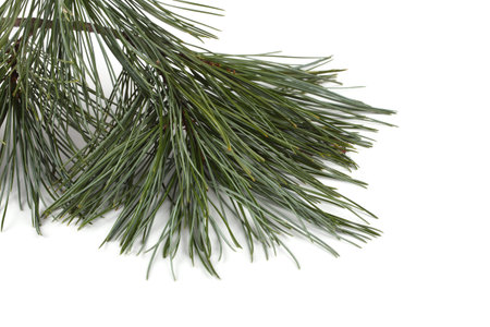 Pine branch isolated on white