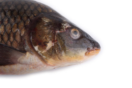 Amur carp isolated on white