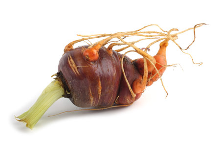 Funny ugly carrot